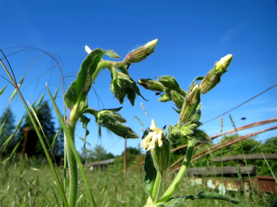 Weiße Lichtnelke (Silene latifolia) in den Horststückern im Landschaftsschutzgebiet „Hockenheimer Rheinbogen“