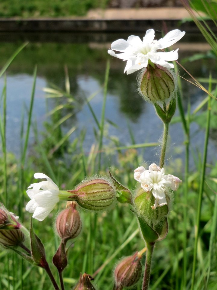Weiße Lichtnelke (Silene latifolia) in der Saaraue Güdingen