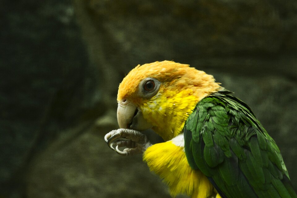 Bird nature animal portrait