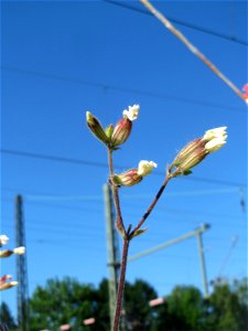 Weiße Lichtnelke (Silene latifolia) am Bahnhof Landstuhl