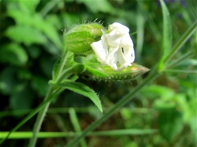 Weiße Lichtnelke (Silene latifolia) am Stadtrand von Hockenheim