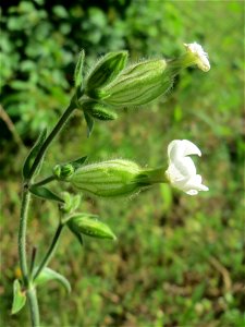 Weiße Lichtnelke (Silene latifolia) am Stadtrand von Hockenheim