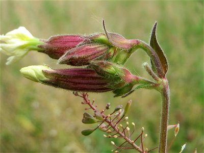 Weiße Lichtnelke (Silene latifolia) auf einer Wiese zum Schutz der Haubenlerche am Stadtrand von Hockenheim