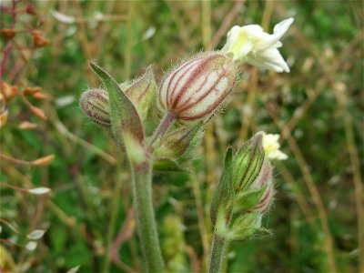 Weiße Lichtnelke (Silene latifolia) auf einer Wiese zum Schutz der Haubenlerche am Stadtrand von Hockenheim