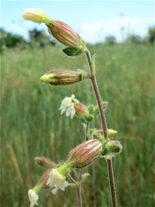 Weiße Lichtnelke (Silene latifolia) auf einer Haubenlerchen-Schutzwiese beim Dänischen Lager bei Hockenheim