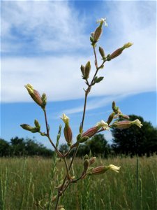 Weiße Lichtnelke (Silene latifolia) auf einer Haubenlerchen-Schutzwiese beim Dänischen Lager bei Hockenheim