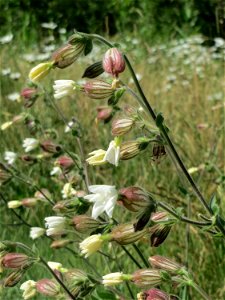 Weiße Lichtnelke  (Silene latifolia) am Osthafen in Saarbrücken