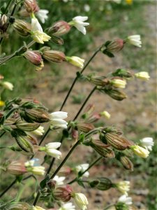 Weiße Lichtnelke  (Silene latifolia) am Osthafen in Saarbrücken