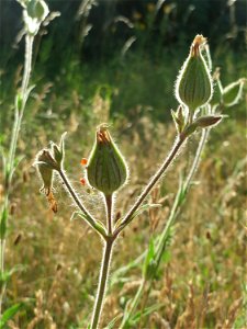 Weiße Lichtnelke (Silene latifolia) auf einer Streuobstwiese in Hockenheim