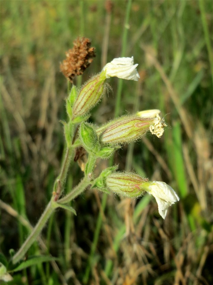 Weiße Lichtnelke (Silene latifolia) auf einer Streuobstwiese in Hockenheim