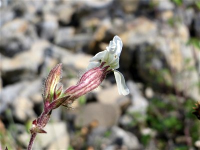 Weiße Lichtnelke (Silene latifolia) auf einer Reptilien- und Insekten-Schutzfläche bei Oftersheim
