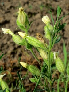 Weiße Lichtnelke (Silene latifolia) an Ackerrand bei Reilingen