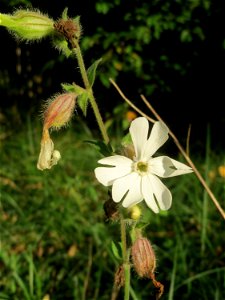 Weiße Lichtnelke (Silene latifolia) in der Schwetzinger Hardt