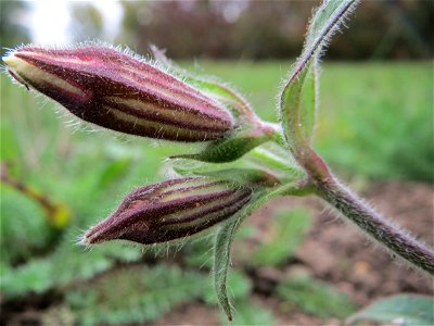 Weiße Lichtnelke (Silene latifolia) auf einer Streuobstwiese in Hockenheim