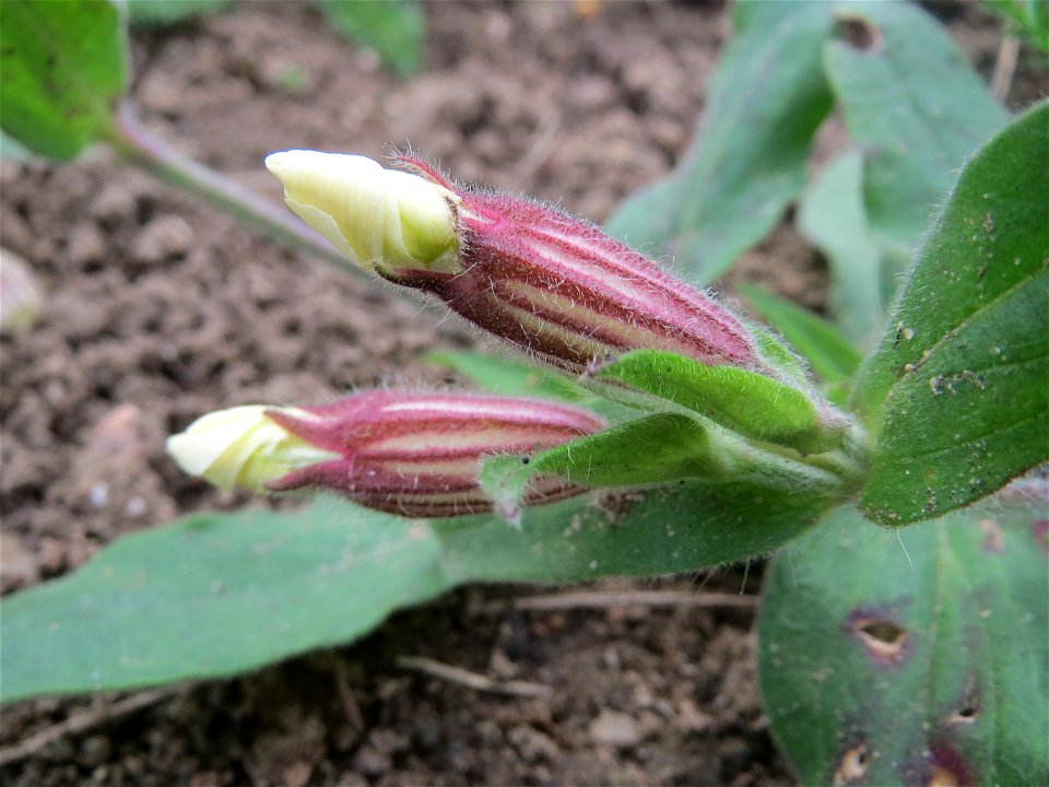 Weiße Lichtnelke (Silene latifolia) auf einer Streuobstwiese in Hockenheim