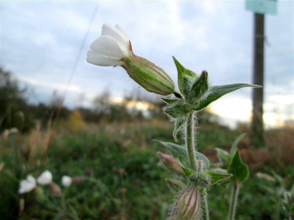 Weiße Lichtnelke (Silene latifolia) am Hochwasserrückhaltebecken im Naturschurtgebiet „Bachwiesen/Leopoldswiesen“ im Hockenheimer Rheinbogen