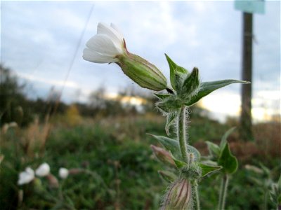 Weiße Lichtnelke (Silene latifolia) am Hochwasserrückhaltebecken im Naturschurtgebiet „Bachwiesen/Leopoldswiesen“ im Hockenheimer Rheinbogen