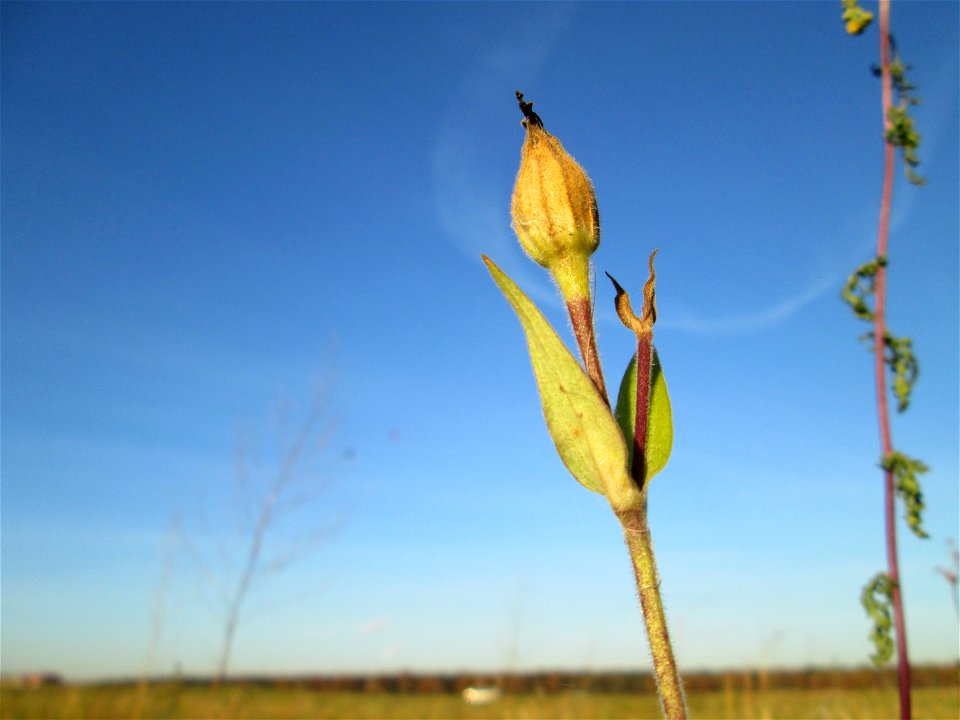 Weiße Lichtnelke (Silene latifolia) bei Hockenheim