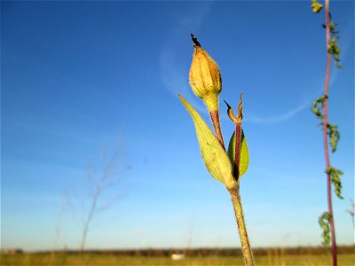 Weiße Lichtnelke (Silene latifolia) bei Hockenheim