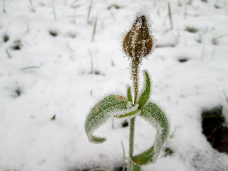 Vereiste Weiße Lichtnelke (Silene latifolia) am Stadtrand von Hockenheim nach dem Wintereinbruch am 1. Dezember 2017