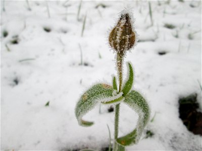 Vereiste Weiße Lichtnelke (Silene latifolia) am Stadtrand von Hockenheim nach dem Wintereinbruch am 1. Dezember 2017