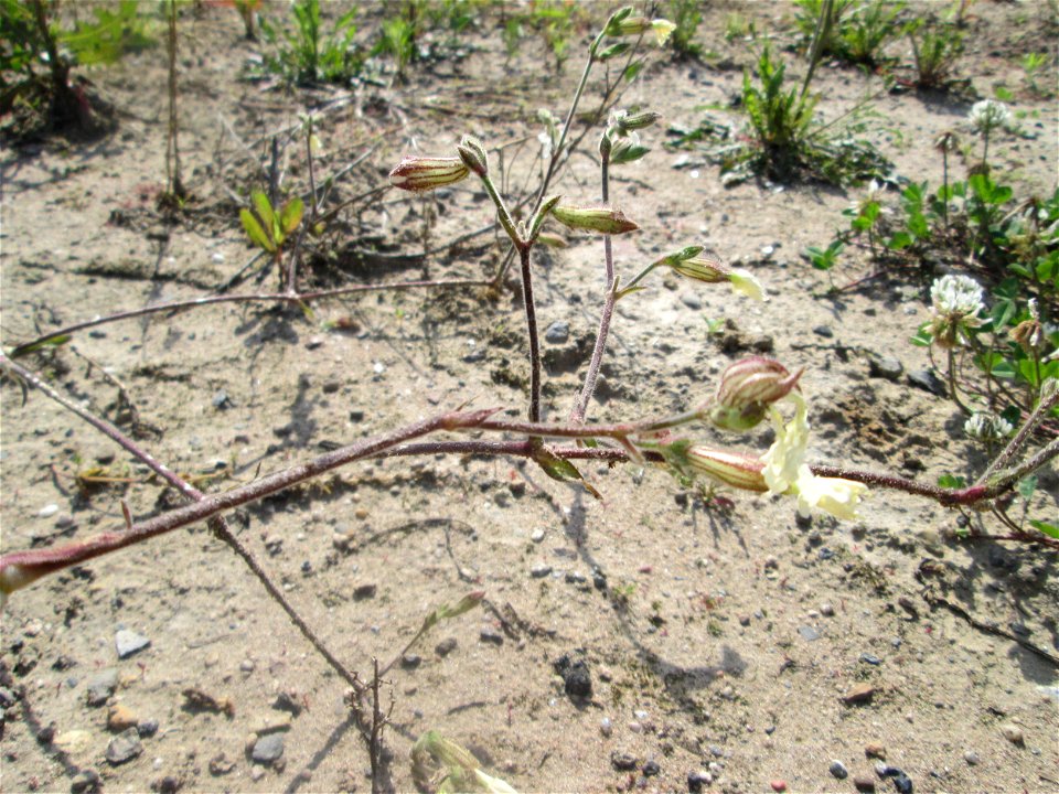Weiße Lichtnelke (Silene latifolia) auf einem Sandplatz in Hockenheim