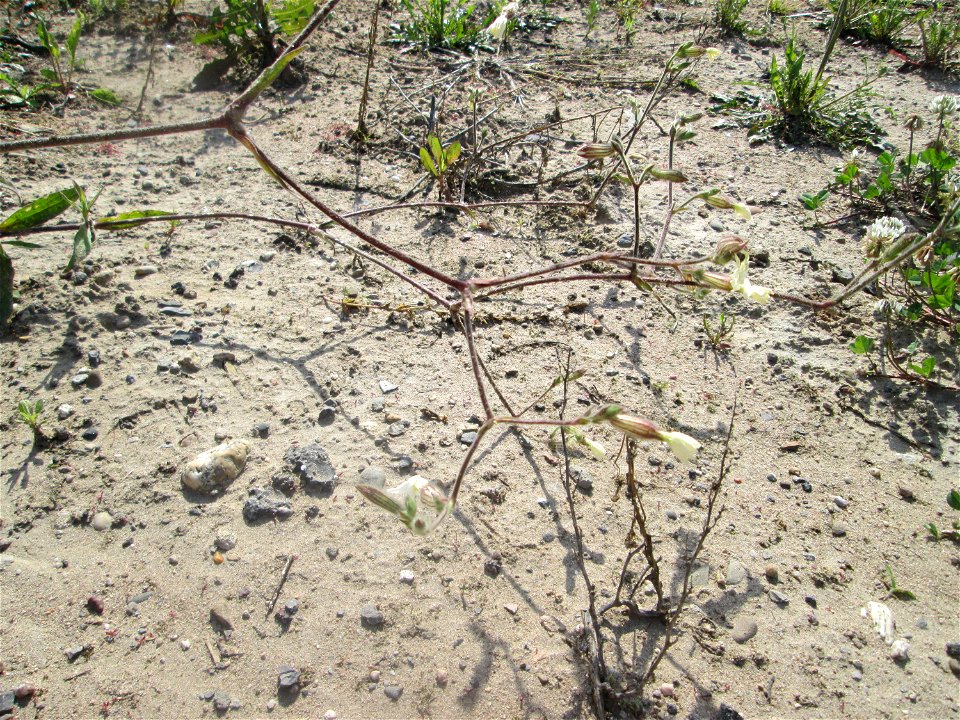 Weiße Lichtnelke (Silene latifolia) auf einem Sandplatz in Hockenheim
