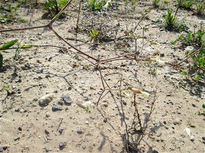 Weiße Lichtnelke (Silene latifolia) auf einem Sandplatz in Hockenheim