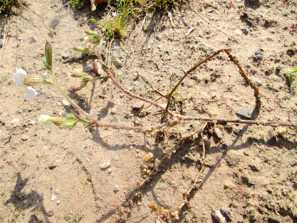 Weiße Lichtnelke (Silene latifolia) auf einem Sandplatz in Hockenheim