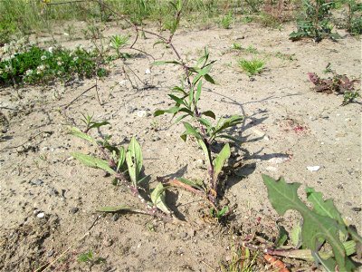 Weiße Lichtnelke (Silene latifolia) auf einem Sandplatz in Hockenheim