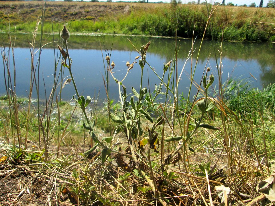 Verblühte Weiße Lichtnelke (Silene latifolia) am Kraichbach im Landschaftsschutzgebiet „Hockenheimer Rheinbogen“