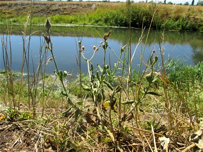 Verblühte Weiße Lichtnelke (Silene latifolia) am Kraichbach im Landschaftsschutzgebiet „Hockenheimer Rheinbogen“