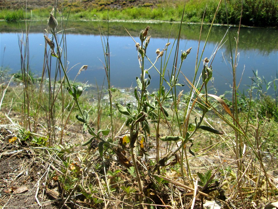 Verblühte Weiße Lichtnelke (Silene latifolia) am Kraichbach im Landschaftsschutzgebiet „Hockenheimer Rheinbogen“