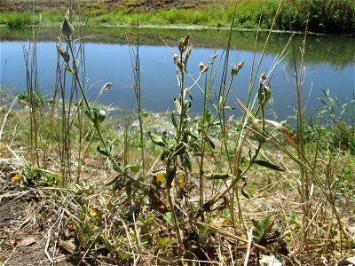 Verblühte Weiße Lichtnelke (Silene latifolia) am Kraichbach im Landschaftsschutzgebiet „Hockenheimer Rheinbogen“