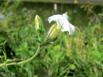 Weiße Lichtnelke (Silene latifolia) an der Saar in Saarbrücken