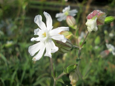 Weiße Lichtnelke (Silene latifolia) an der Saar in Saarbrücken