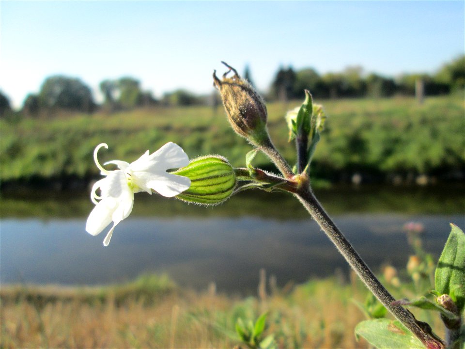 Weiße Lichtnelke (Silene latifolia) am Kraichbach in Hockenheim