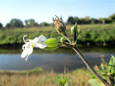 Weiße Lichtnelke (Silene latifolia) am Kraichbach in Hockenheim