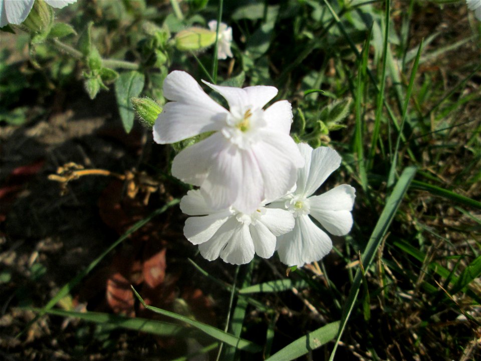 Weiße Lichtnelke  (Silene latifolia) in Saarbrücken