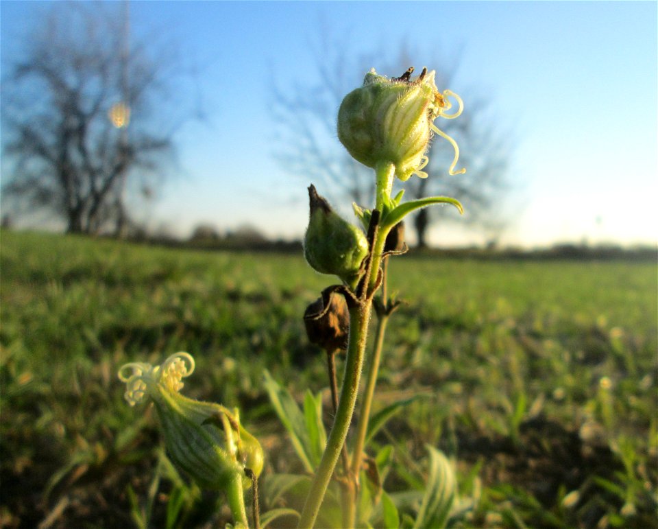 Weiße Lichtnelke (Silene latifolia) in Hockenheim-Talhaus