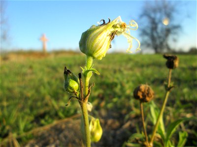 Weiße Lichtnelke (Silene latifolia) in Hockenheim-Talhaus