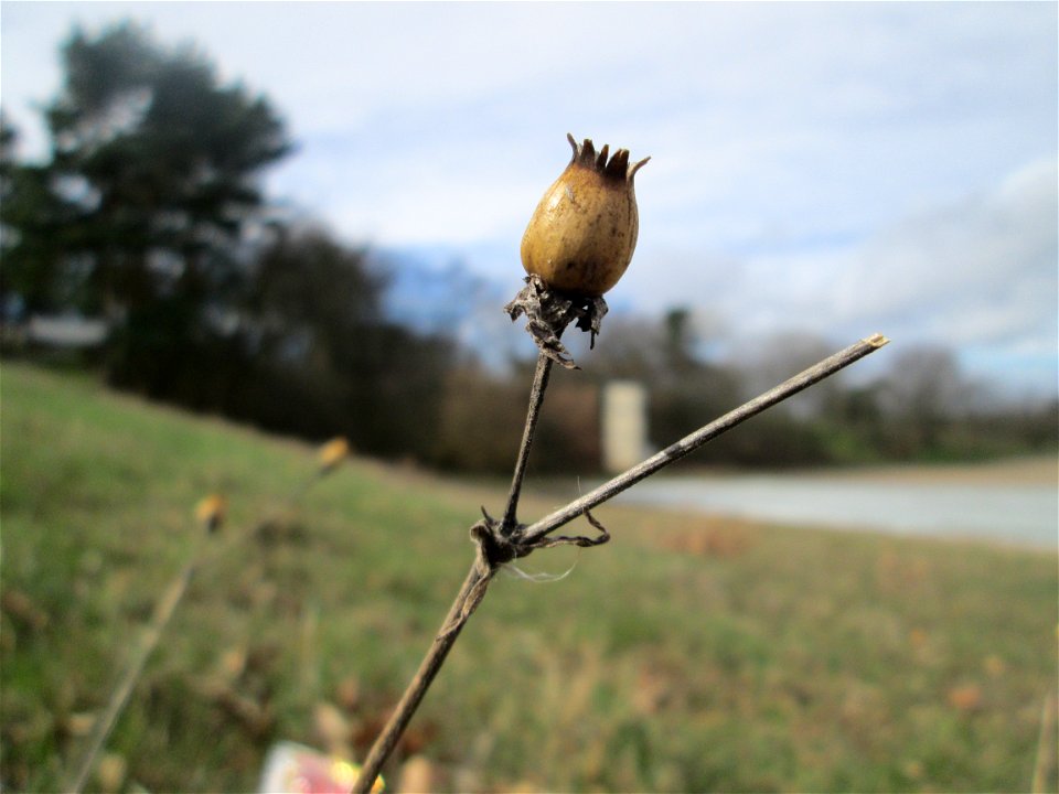 Fruchtstand der Weißen Lichtnelke (Silene latifolia) am Golfplatz im Naturschutzgebiet „Oftersheimer Dünen“