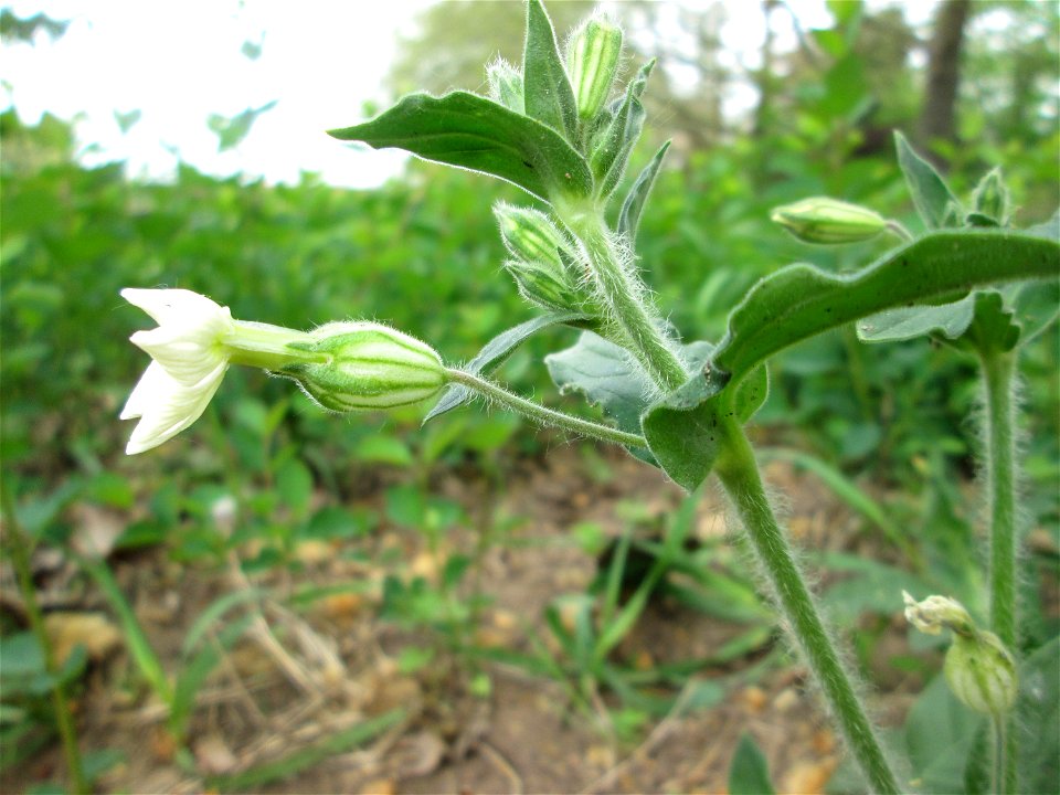 Weiße Lichtnelke (Silene latifolia) an der Saar in Saarbrücken