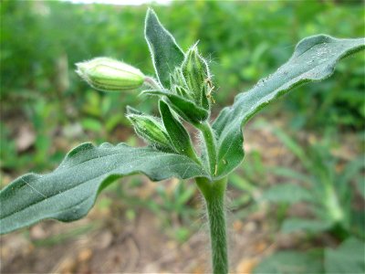 Weiße Lichtnelke (Silene latifolia) an der Saar in Saarbrücken