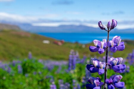 Nature summer iceland