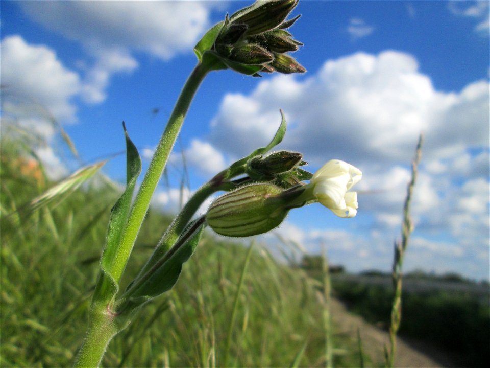 Weiße Lichtnelke (Silene latifolia) am Kraichbach-Damm im Landschaftsschutzgebiet „Hockenheimer Rheinbogen“