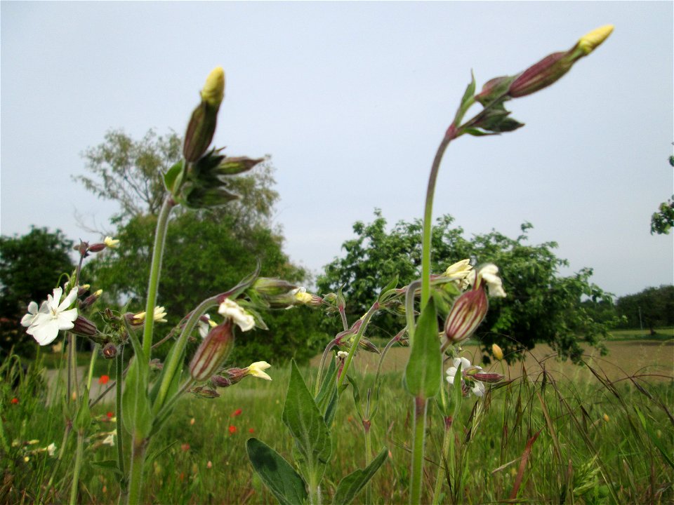 Weiße Lichtnelke (Silene latifolia) am Hochwasserrückhaltebecken im Naturschutzgebiet „Bachwiesen/Leopoldswiesen“ im Hockenheimer Rheinbogen