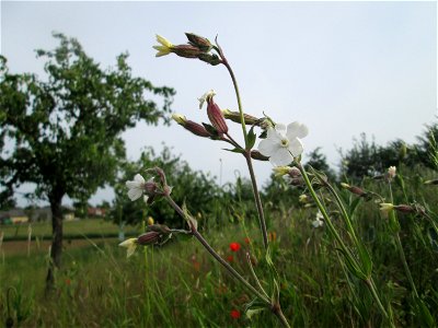 Weiße Lichtnelke (Silene latifolia) am Hochwasserrückhaltebecken im Naturschutzgebiet „Bachwiesen/Leopoldswiesen“ im Hockenheimer Rheinbogen