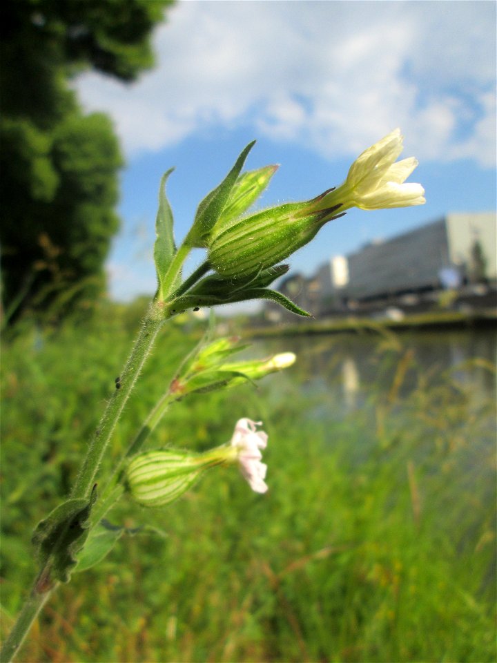 Weiße Lichtnelke  (Silene latifolia) an der Saar in Saarbrücken