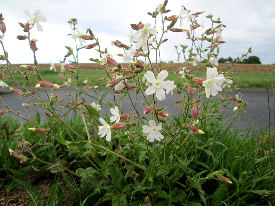 Weiße Lichtnelke (Silene latifolia) bei Kennfus